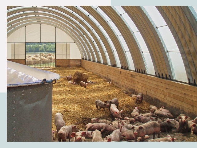 Строительство свинарников в Пыти-Яхах